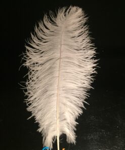 Ostrich Feather White